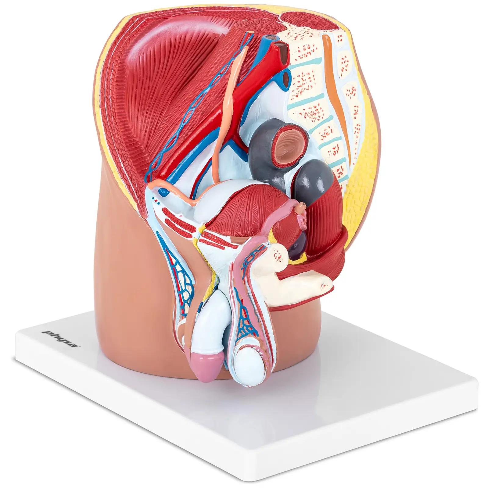 Anatomisk modell av mannlig kjønnsorgan - 4 separate deler - originalstørrelse