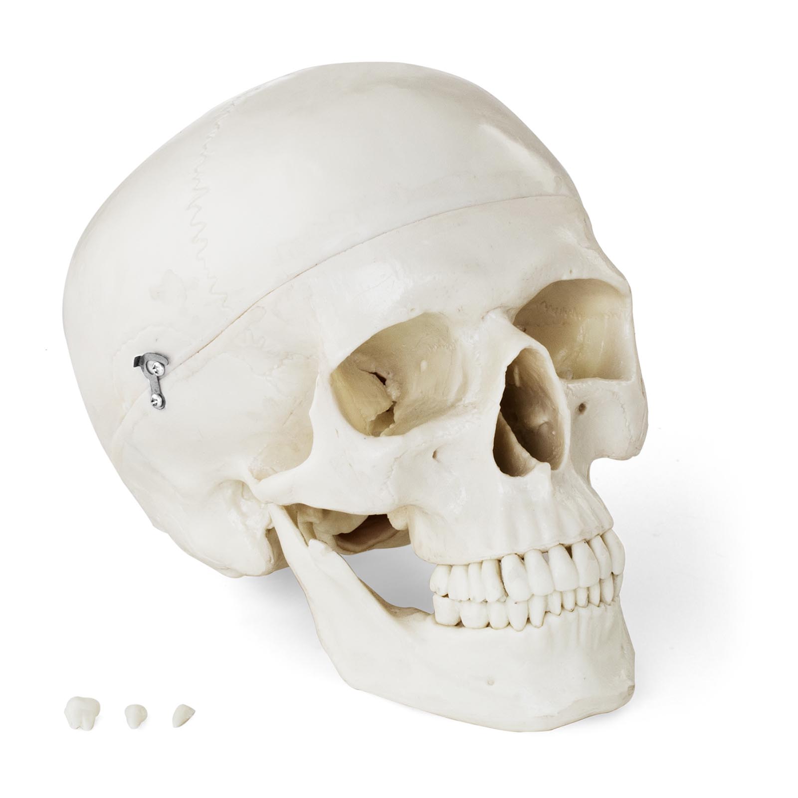 Kranium – Anatomisk modell – hvit