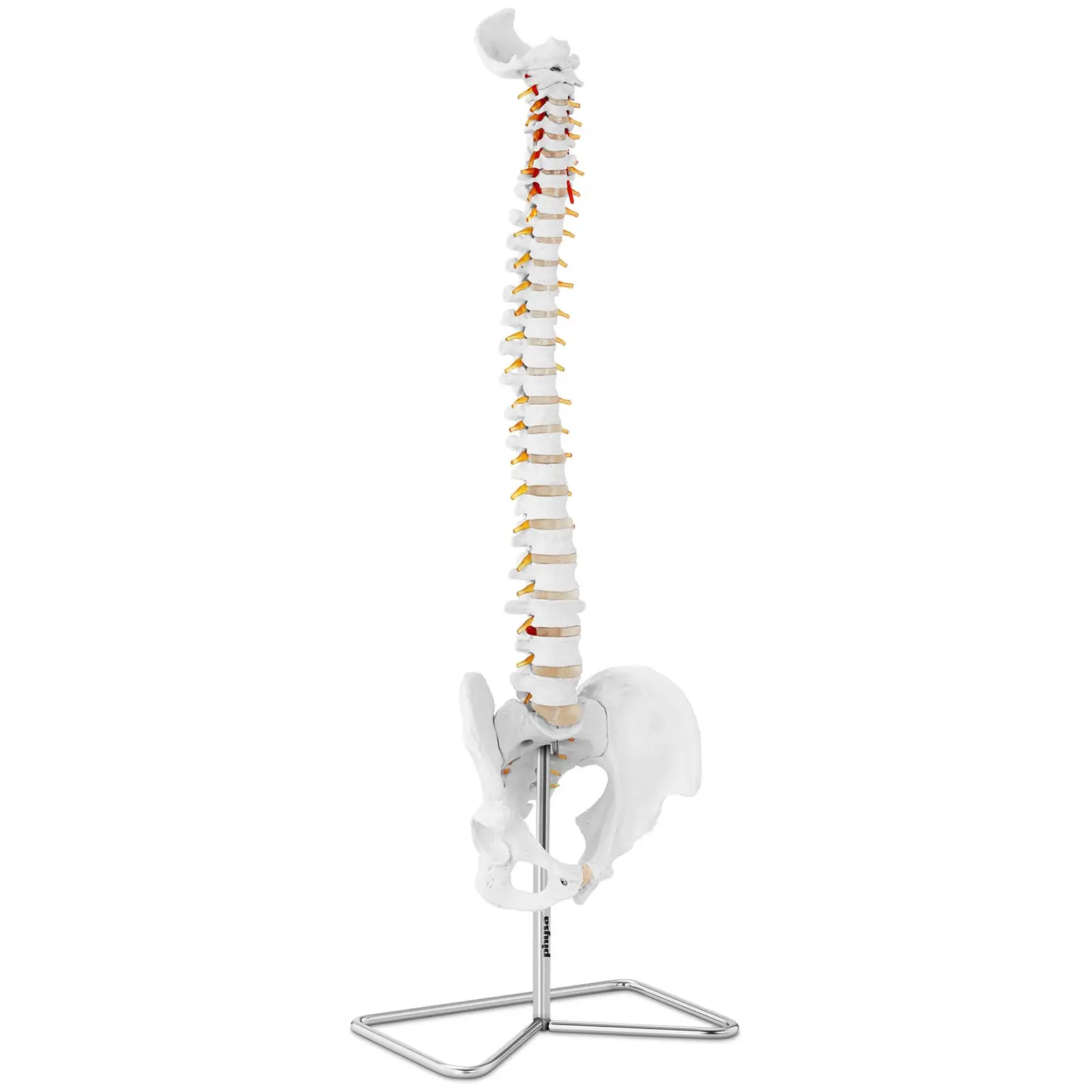 Ryggsøyle med bekken – Anatomisk modell 