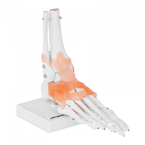 Fot - anatomisk modell – med leddbånd og ledd