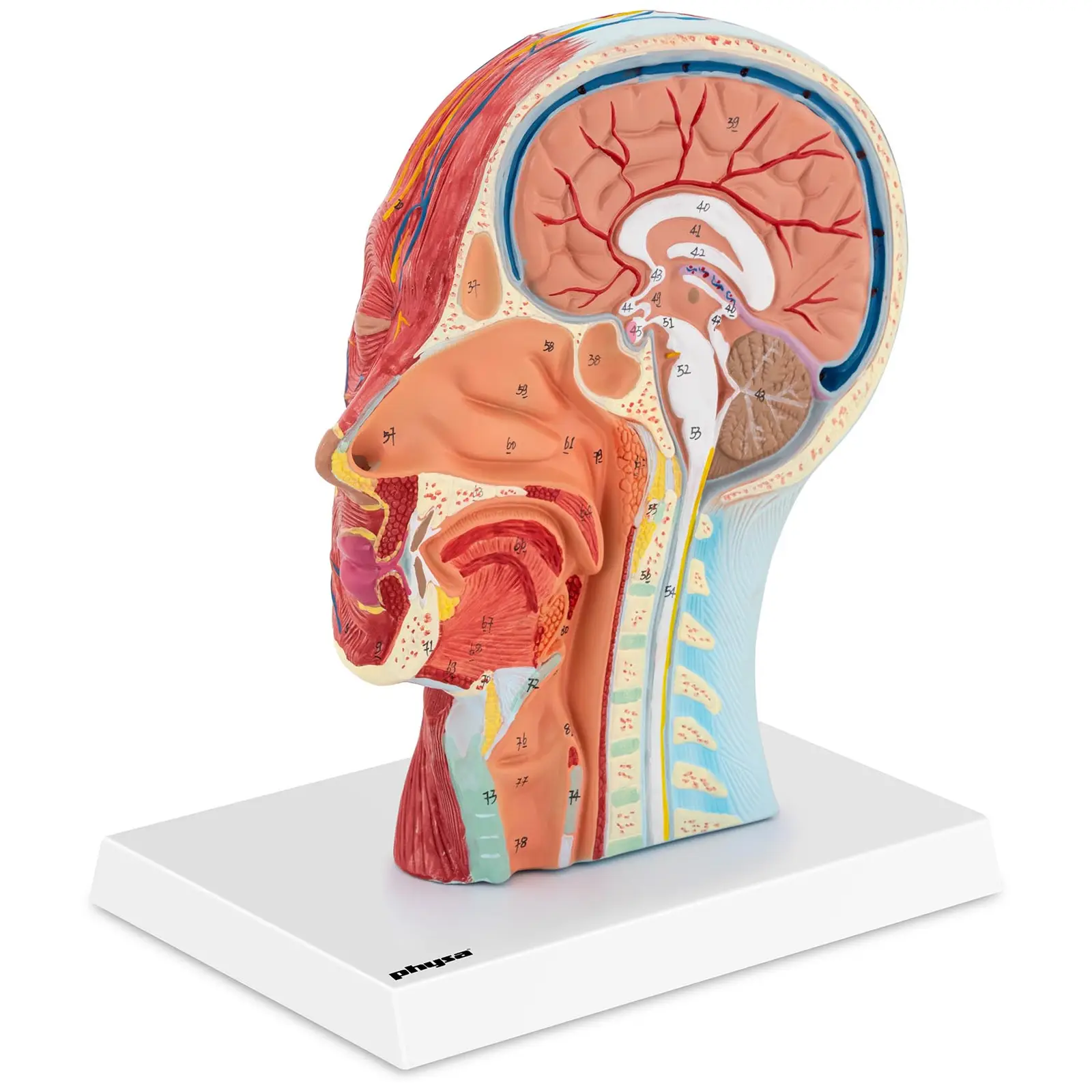 Anatomisk hodeskalle - Mediant snitt - Naturlig størrelse