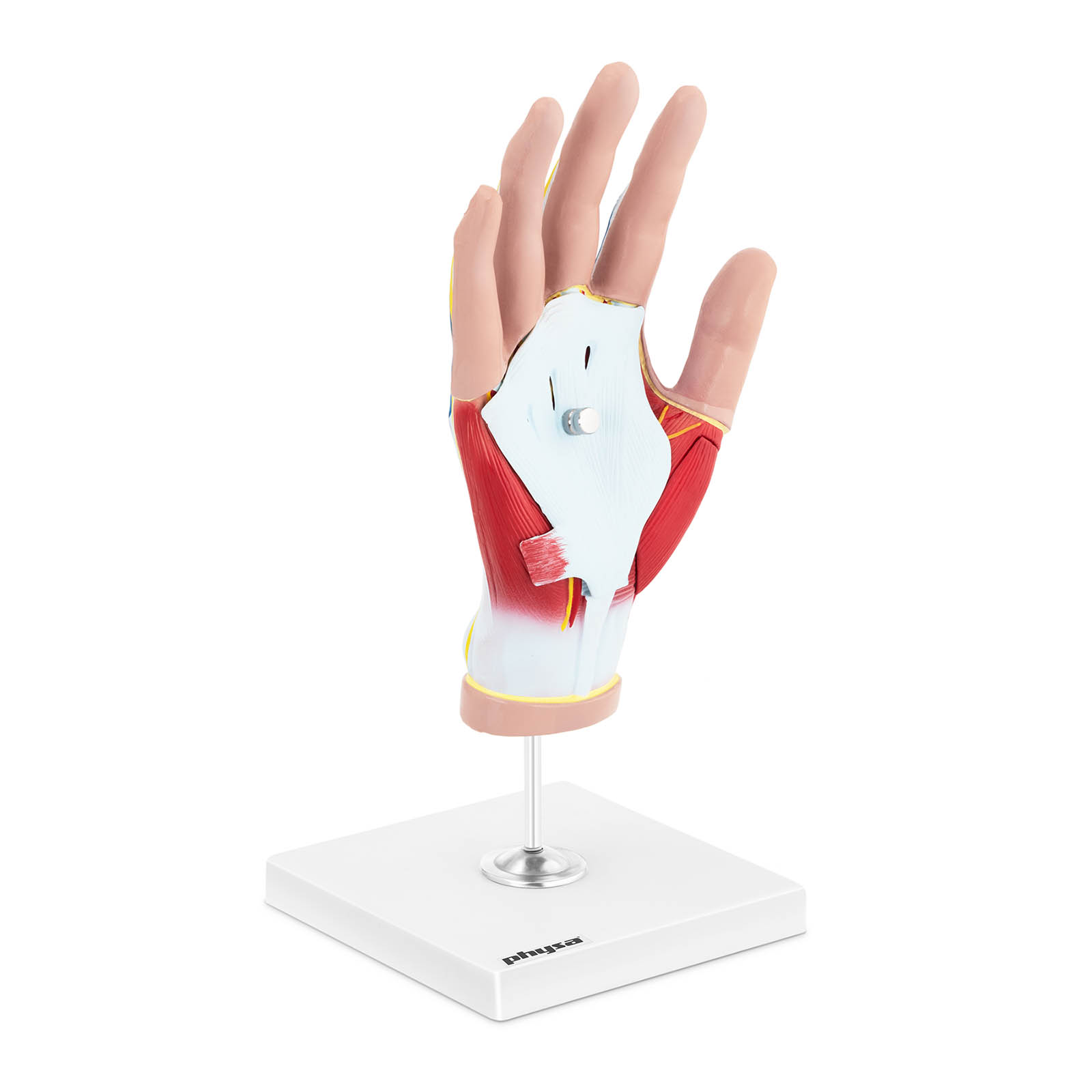 Anatomisk modell - Hånd - Fire deler - Original størrelse - Muskeldegenerasjon