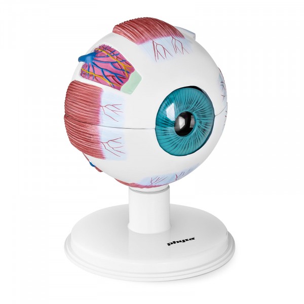 Øye – Anatomisk modell – 6:1