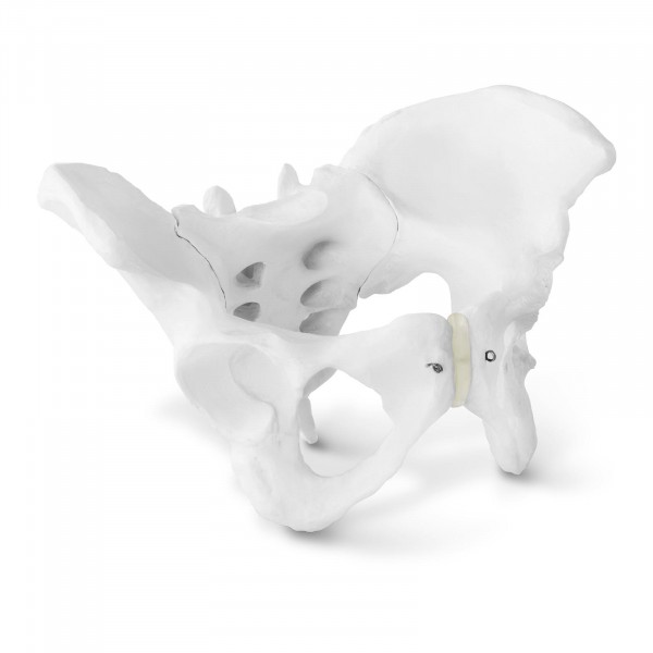 Bekken – Anatomisk modell