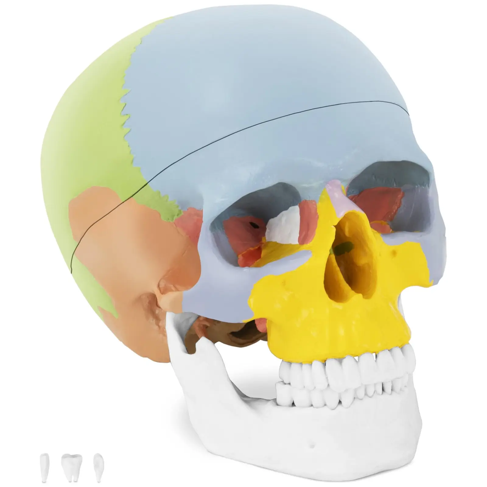 Kranium – Anatomisk modell – fargerik